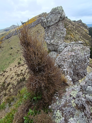 Prumnopitys taxifolia
