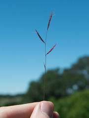Bouteloua trifida