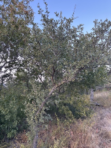 Quercus fusiformis, photograph 2