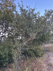 (c) Sam Kieschnick, some rights reserved (CC BY) Quercus fusiformis, photograph (c) Sam Kieschnick, some rights reserved (CC BY)