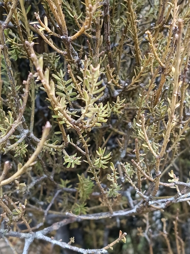 Prumnopitys taxifolia, photograph 2