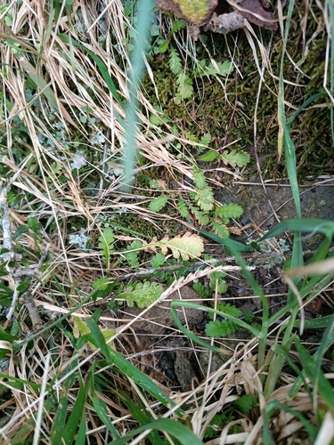 Leptinella dioica, photograph 1