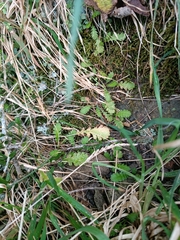 Leptinella dioica