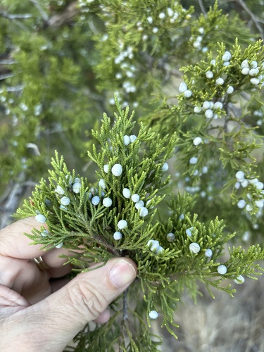 Juniperus virginiana