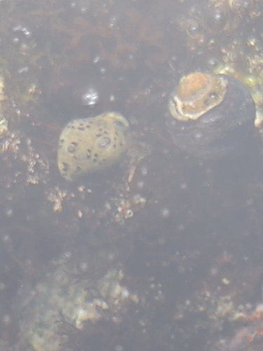 Acanthina punctulata observed 2026-09-26