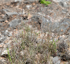Bouteloua trifida