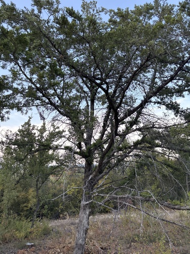 Juniperus virginiana, photograph 2
