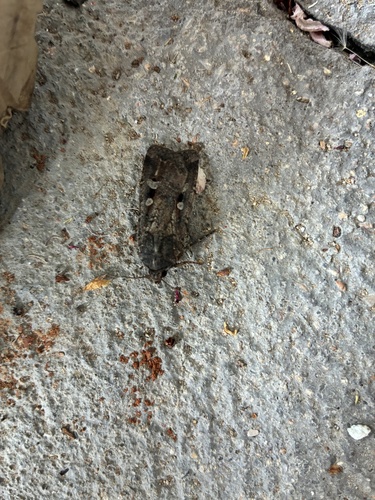 Bogong Moth