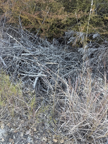 Tridens albescens, photograph 2
