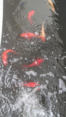 Cyprinus