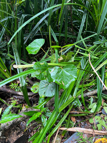 Aleurites rockinghamensis, photograph 3