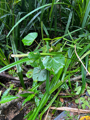 Aleurites rockinghamensis, photograph (c) Lucas Christofides, some rights reserved (CC BY)