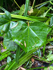 Aleurites rockinghamensis