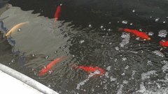 Cyprinus