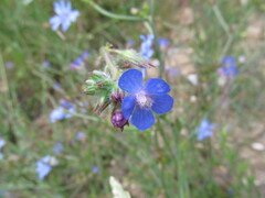 Italian Bugloss (Anchusa azurea)