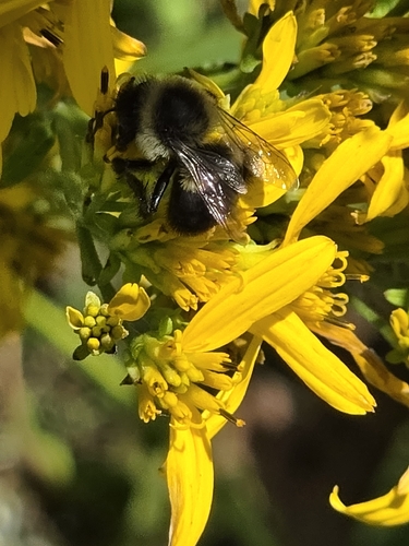 Common Eastern Bumble Bee