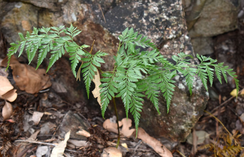 Davallia denticulata observed 2026-07-21