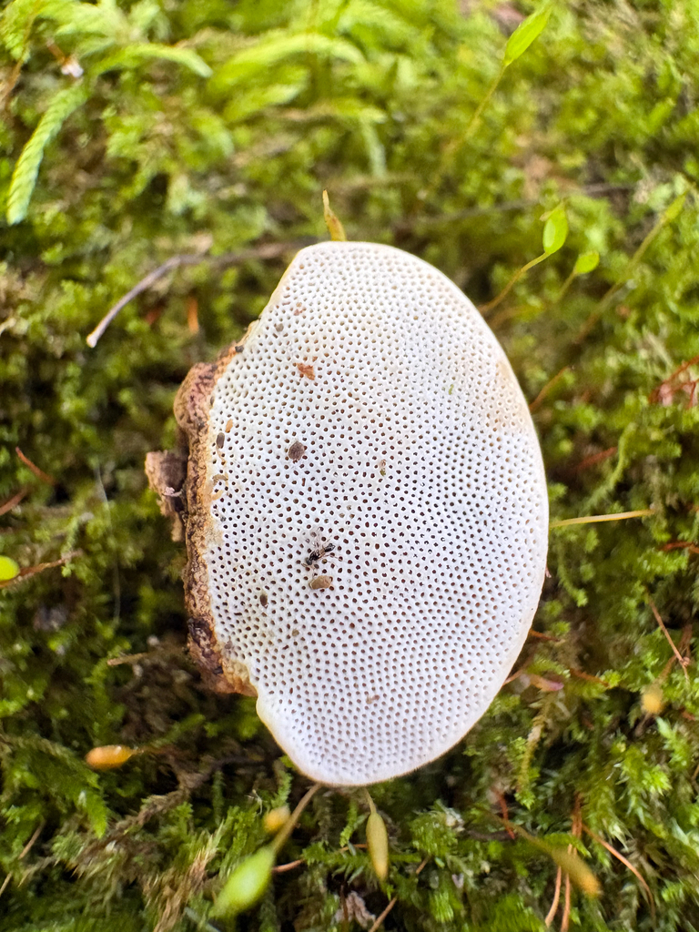 Perenniporia ohiensis
