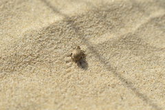 Philopedon plagiatum