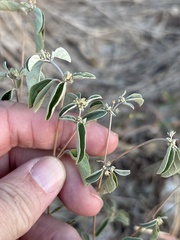 Croton monanthogynus