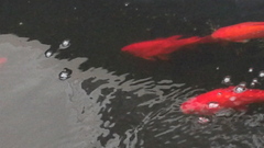 Cyprinus