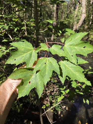 red maple