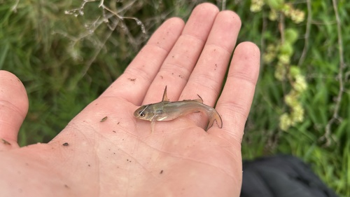 Channel Catfish