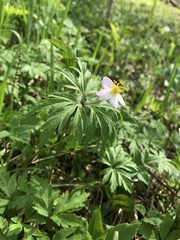 Anemonoides uralensis