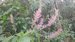 Odontonema callistachyum
