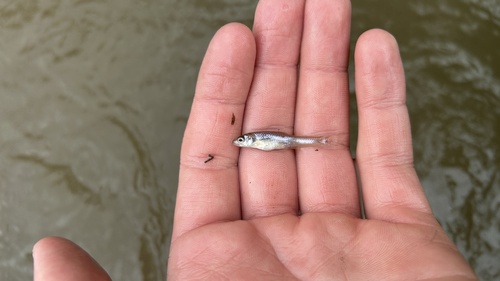 Bigmouth Shiner