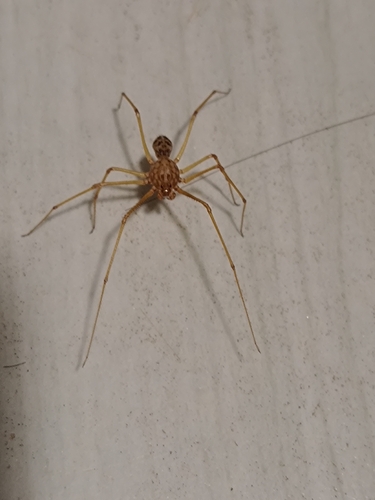 Scytodes univittata