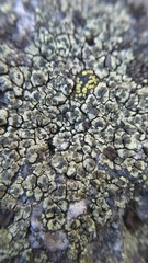 Lecanora intricata