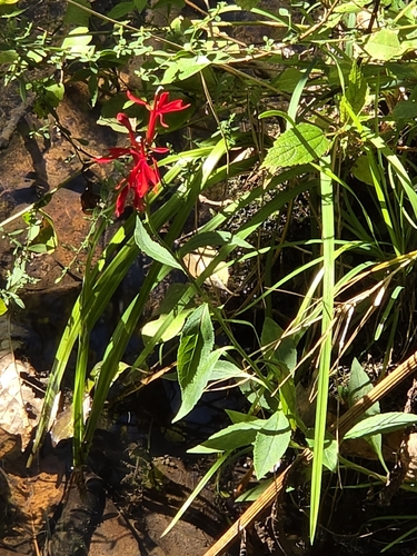 cardinal flower