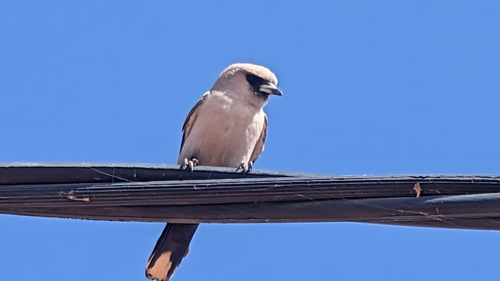 Black-faced Woodswallow
