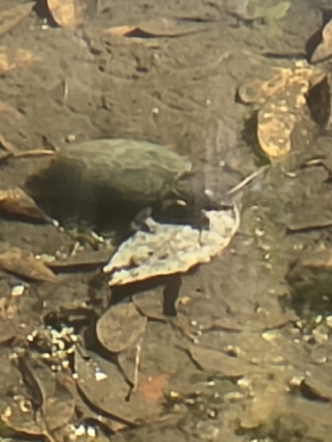 Eastern Musk Turtle