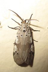Galtara nepheloptera