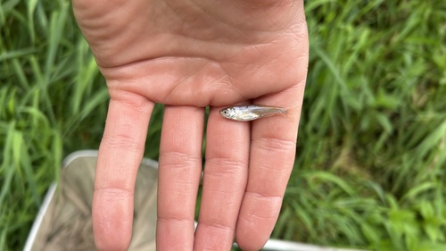 Red Shiner