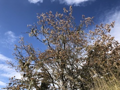 Prunus transarisanensis