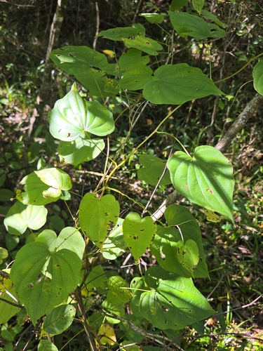 wild yam