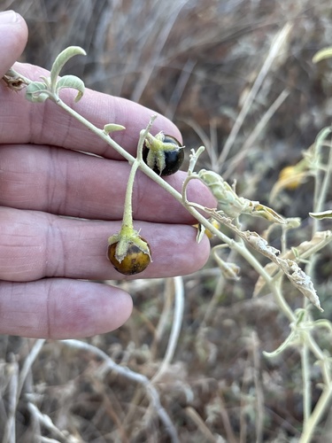 Solanum elaeagnifolium
