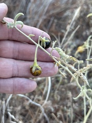 Solanum elaeagnifolium