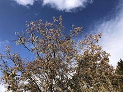 Prunus transarisanensis