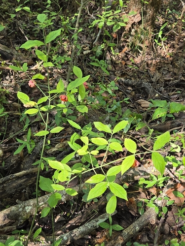 strawberry bush