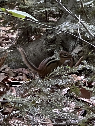 Eastern Chipmunk