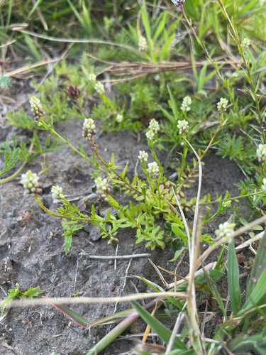Senega australis