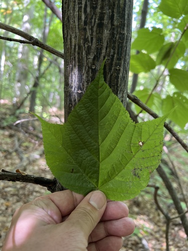 striped maple