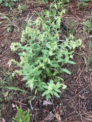 Lithospermum virginianum