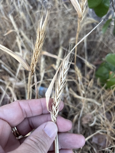 Elymus virginicus, photograph 1
