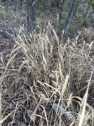 Elymus virginicus, photograph 2