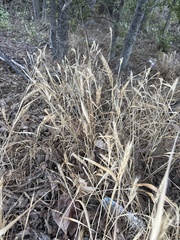 (c) Sam Kieschnick, some rights reserved (CC BY) Elymus virginicus, photograph (c) Sam Kieschnick, some rights reserved (CC BY)